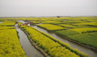 兴化油菜花开花时间 兴化油菜花