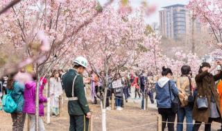 北京玉渊潭公园门票多少 北京玉渊潭公园樱花节